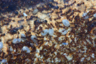 Pheidole sinica