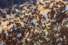 Pheidole sinica
