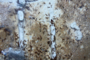 Pheidole sinica