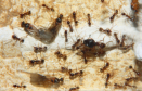 Pheidole sinica