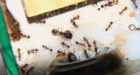 Pheidole sinica