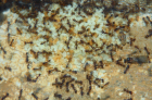 Pheidole sinica