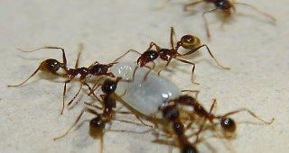 Pheidole sinica Video