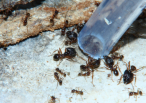 Pheidole sinica