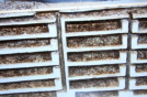 Pheidole sinica