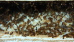 Pheidole sinica