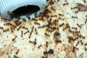 Pheidole sinica