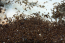 Pheidole sinica