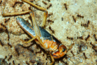 Pheidole sinica