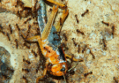 Pheidole sinica