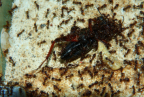 Pheidole sinica