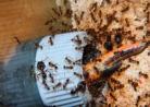 Pheidole sinica