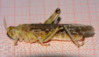 Heuschrecke