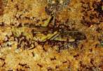 Pheidole sinica