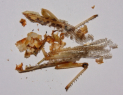 Pheidole sinica