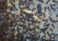 Pheidole sinica