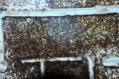 Pheidole sinica
