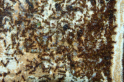 Pheidole sinica