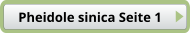 Pheidole sinica Seite 1