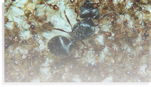 Pheidole sinica Ameisenhaltung Ameisenhaltungsbericht Teil 2