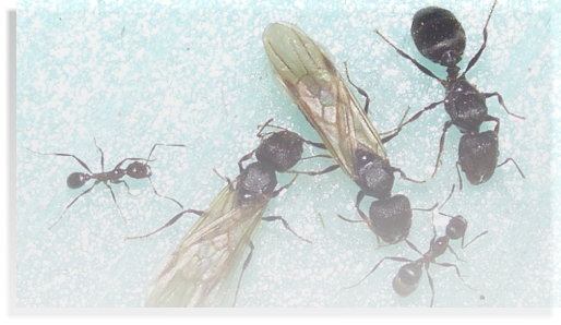 Pheidole yeensis Ameisenhaltung & Ameisenhaltungsbericht