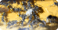 Polyrhachis  vermiculosa Königinmord
