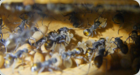 Polyrhachis  vermiculosa Larven im Nest