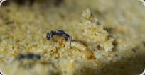 Polyrhachis  vermiculosa erbeutet kleine Mehlkäferlarve 