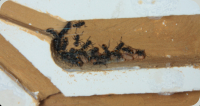 Polyrhachis  vermiculosa wenige Ameisen im Nest
