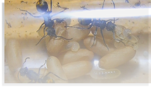 Polyrhachis cf. vermiculosa  Ameisenhaltung, Ameisenhaltungsbericht 