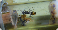 Polyrhachis cf. vermiculosa im Reagenzglas