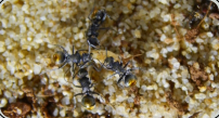 Polyrhachis vermiculosa untersuchen Heimchen