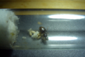 Lasius niger im Reagenzglas