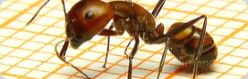 Camponotus nicobarensis Arbeiterin