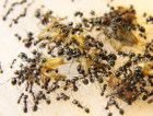 Messor barbarus Futter