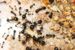 Messor barbarus