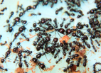 Messor barbarus