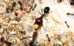 Messor barbarus