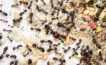 Messor barbarus