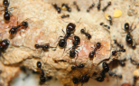 Messor barbarus