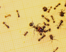 Messor barbarus