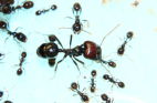 Messor barbarus