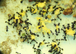 Messor barbarus Eigelbfutter