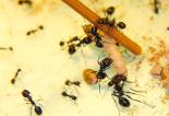 Messor barbarus Futter