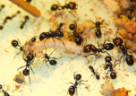 Messor barbarus Futter