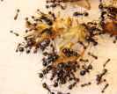 Messor barbarus Futter