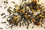 Messor barbarus Futter