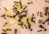 Messor barbarus Futter