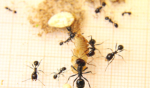 Messor barbarus Futter