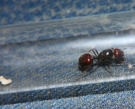 Messor barbarus Gründerkönigin